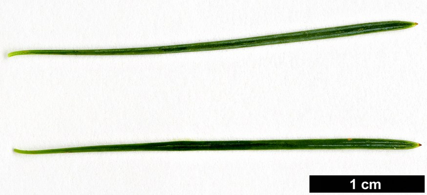 High resolution image: Family: Pinaceae - Genus: Larix - Taxon: potaninii - SpeciesSub: subsp. potaninii